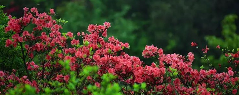 映山红开花后怎么修剪