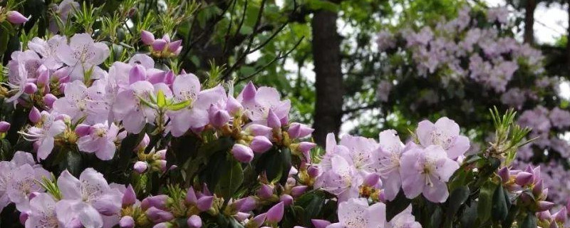 马银花和杜鹃花的区别