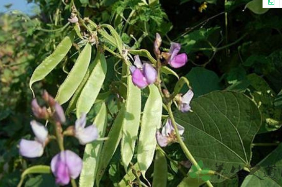 梅豆角种植时间和方法