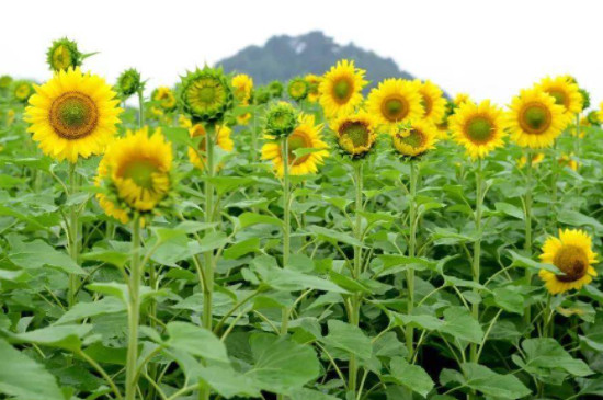 向日葵适合什么季节种