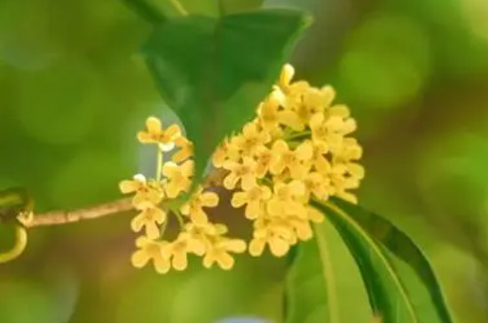 桂花树叶子尖发黄干枯怎么办