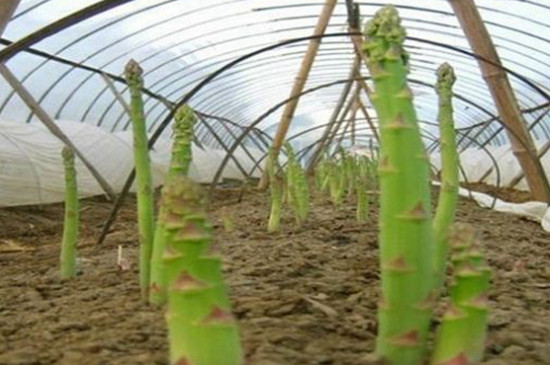 芦笋种子怎么种植方法