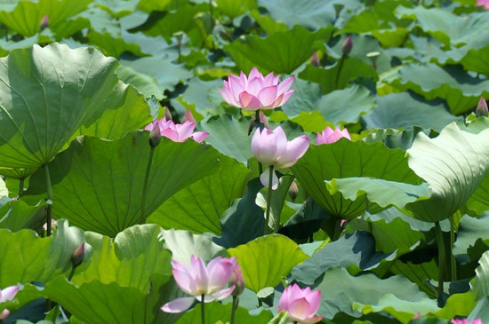 莲花跟荷花有什么区别是什么