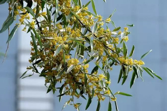 沙枣花的花语和寓意