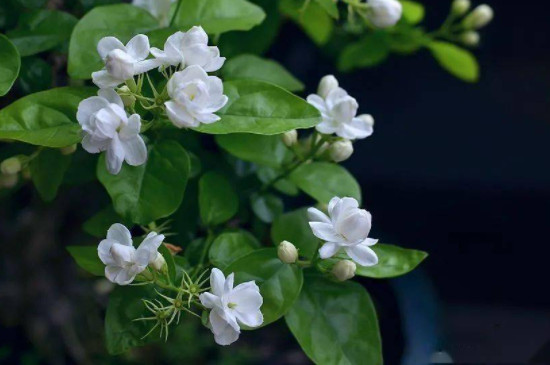 茉莉花叶子卷是什么原因