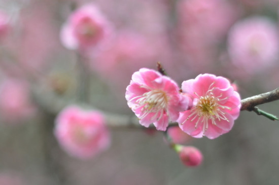 梅花掉叶子一碰就掉怎么回事