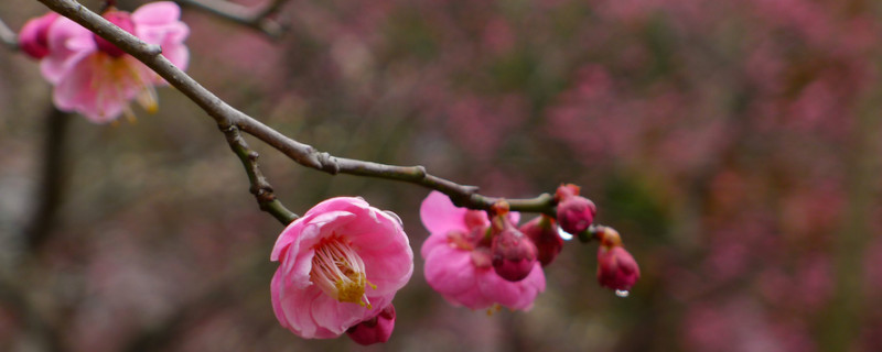 梅花掉叶子一碰就掉怎么回事