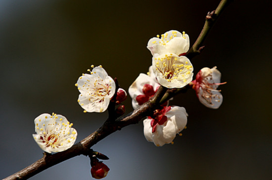 梅花夏季光杆了还能活吗