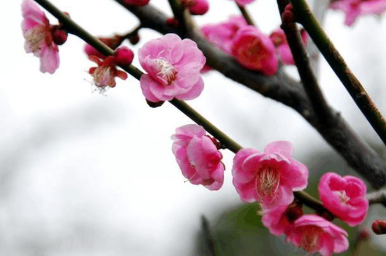 梅花夏季光杆了还能活吗