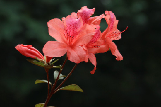 杜鹃花夏季的管理和养护