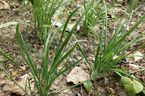 韭菜干尖黄叶怎么办