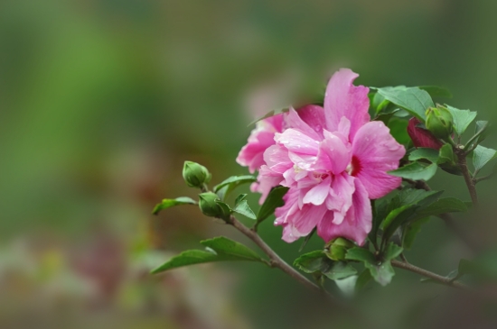 木槿花花语及特殊寓意