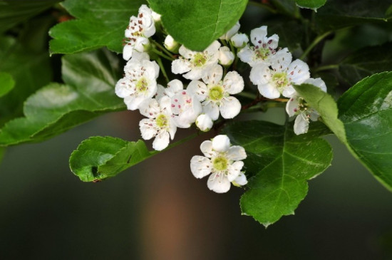 山楂花花语及寓意