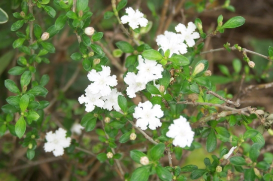 6月雪的养殖方法和注意事项