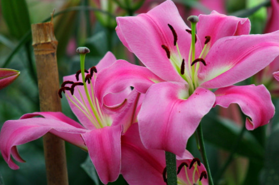 百合花苞发黄掉落怎么回事