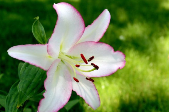 百合花苞发黄掉落怎么回事