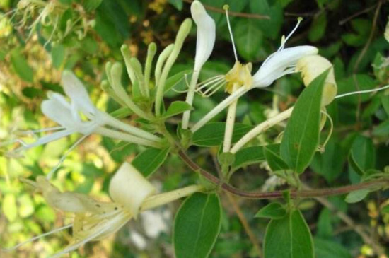 野生金银花与种植金银花的区别