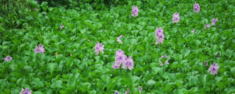 水葫芦黄叶烂叶怎么办