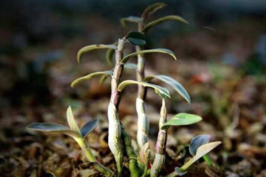 铁皮石斛的种植方法及繁殖