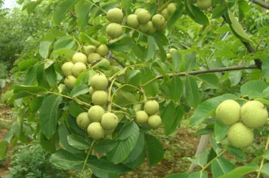 核桃树夏天能修剪吗