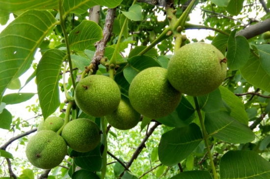 夏季怎样嫁接核桃树