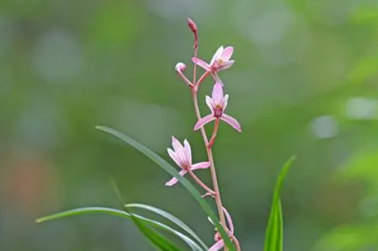 兰花有小飞虫怎么办呢