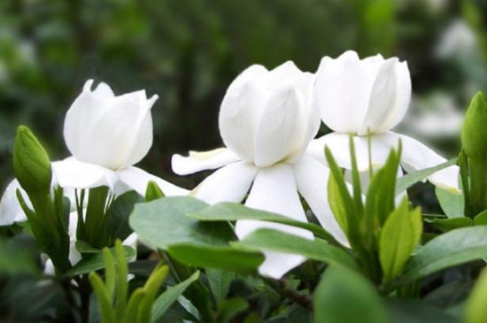 枙子花怎么种植