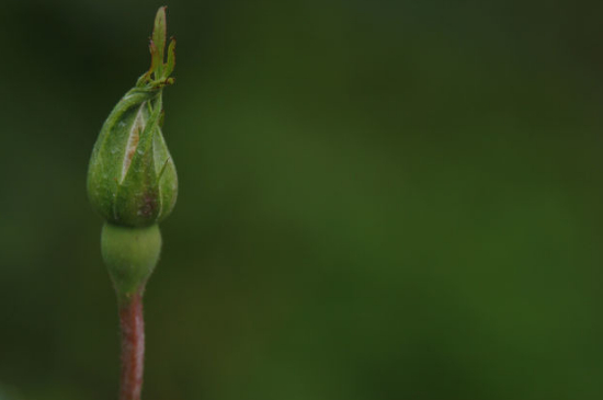 月季花苞没开就枯萎了是什么原因