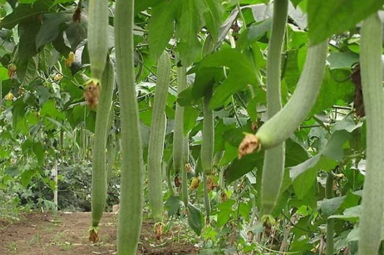 丝瓜种植时间