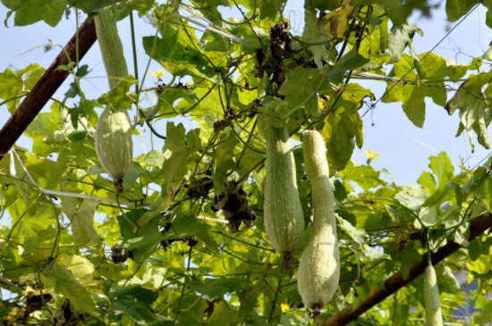 丝瓜种植时间