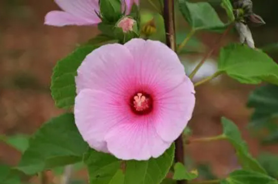 大花芙蓉葵的种植方法