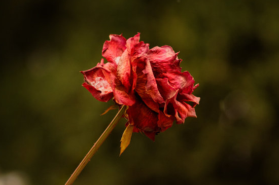 干枯玫瑰的花语