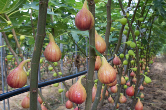 无花果树夏季管理技术