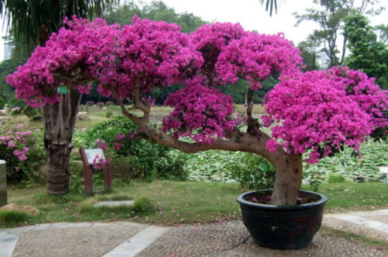 夏季杜鹃花干枯掉叶怎么办