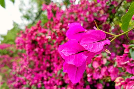 三角梅夏季管理和修剪