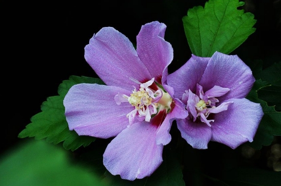 木槿花为什么没开就掉