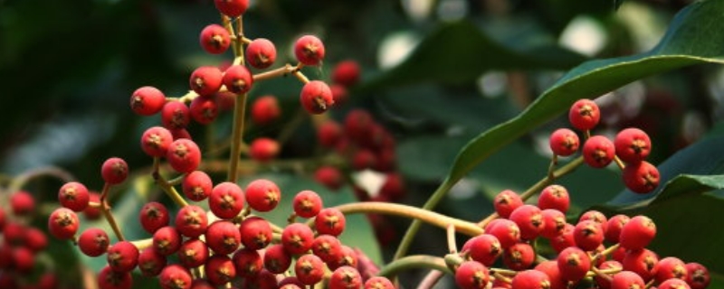 花椒树7月份能不能修剪