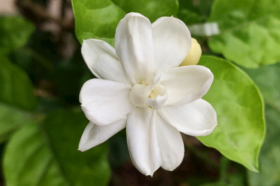 茉莉花施什么肥开花多