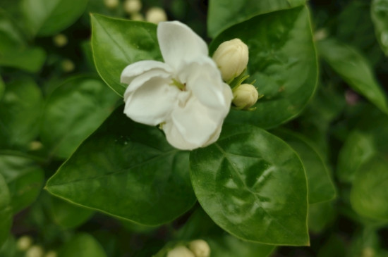 茉莉花施什么肥开花多