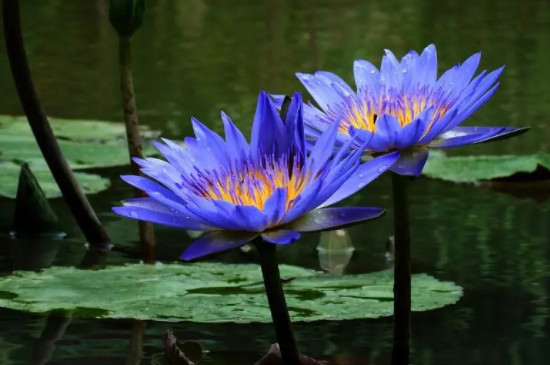 蓝莲花的寓意和象征