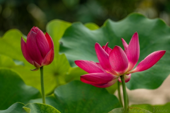 睡莲只长叶子不开花怎么办