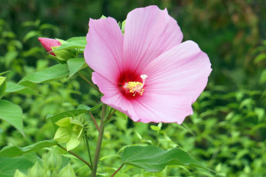 芙蓉葵的寓意和花语