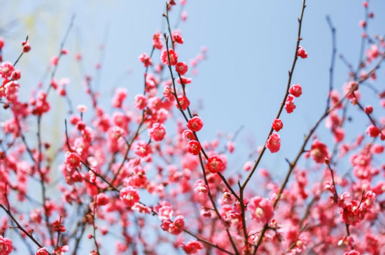 傲雪斗霜指的是什么花