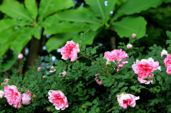 野玫瑰的花语