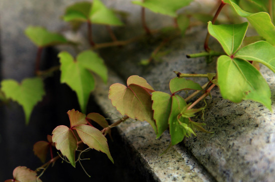 爬山虎种植时间和方法