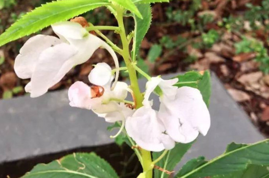 凤仙花的茎是怎么生长的