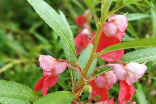 凤仙花的茎是怎么生长的