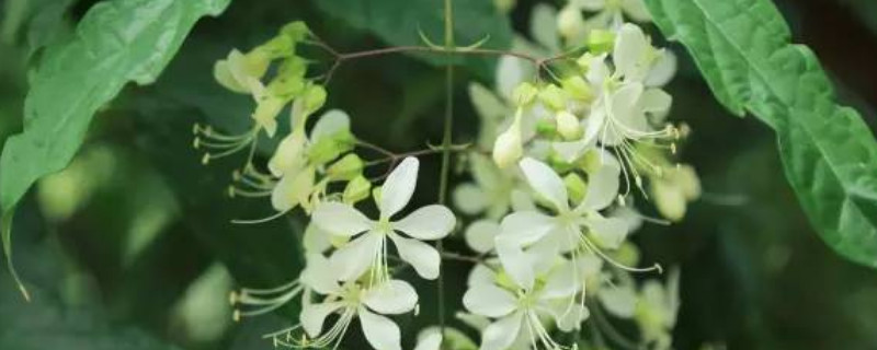 垂枝茉莉要几年能开花