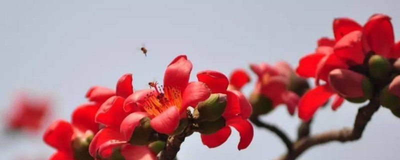 木棉花的花语是什么