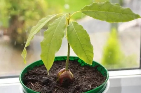 牛油果怎么种植盆栽